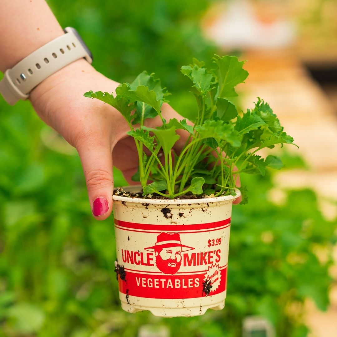 Kale – Vates – 4″ Pot
